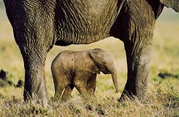 schilderij olifanten