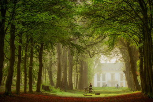 landschap schilderij bossen