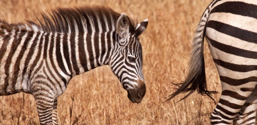 zebra schilderij