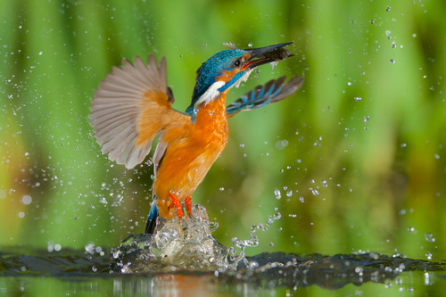 Dieren schilderij