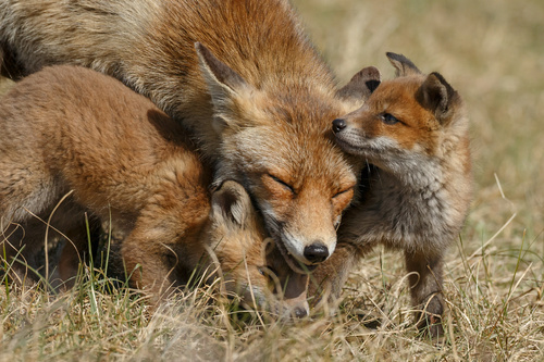 Dieren schilderij vossen