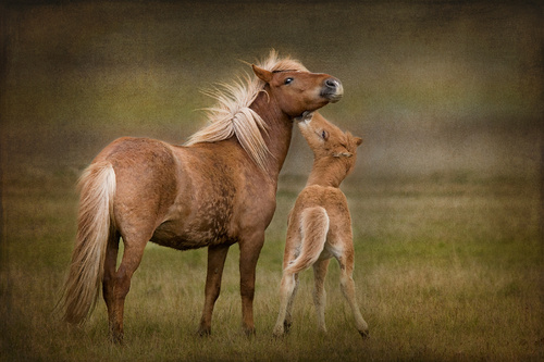 Goede Paardenschilderijen | Schilderijen XL IS-53