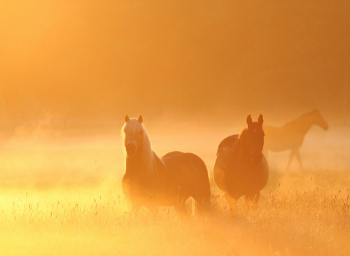 paarden schilderij